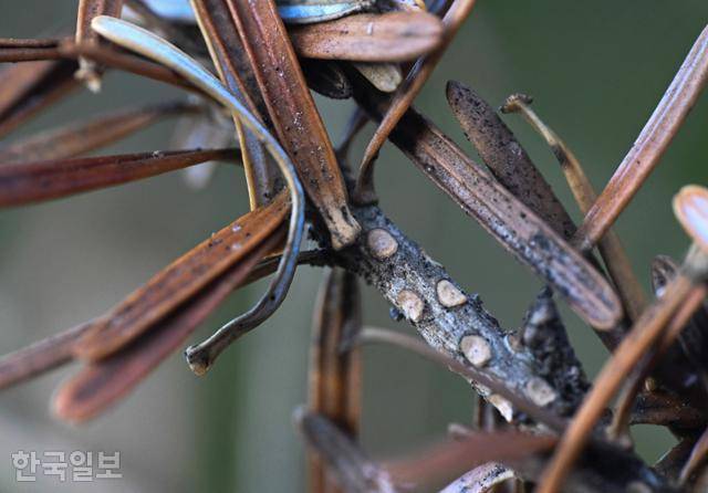 경북 예천 구상나무 농원에서 고사한 구상나무의 나뭇잎과 가지가 말라 있다. 예천=최주연 기자