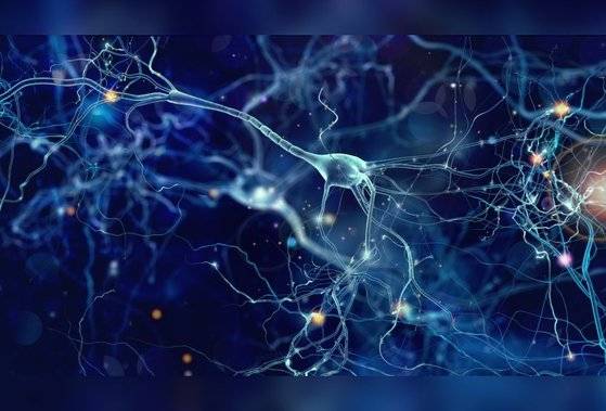 예일대 연구진이 이미지화한 뉴런의 모습. 예일대