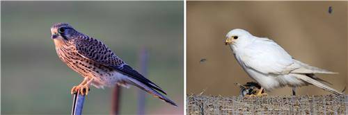 일반 황조롱이와 루시즘 황조롱이 [촬영 유형재]