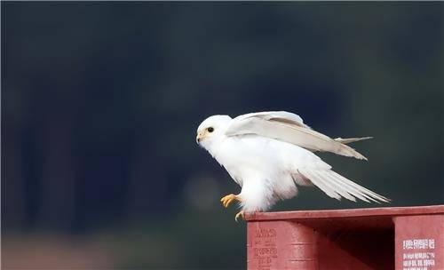 온몸이 하얀 루시즘 황조롱이 [촬영 유형재]