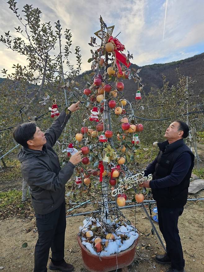 지난 19일 오후 경북 의성군 옥산면 한 과수원에서 경북 황금부사 농업법인 소속 농민들이 사과나무를 화분에 옮겨 심어 만든 크리스마스 트리를 살펴보고 있다. /권광순 기자