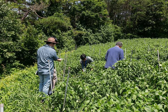 [서울=뉴시스]  영양군 수비초 고추밭 (사진=국립민속박물관 제공) 2024.12.24. photo@newsis.com *재판매 및 DB 금지