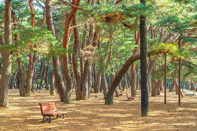 하동송림_각양각색의 생김새를 자랑하는 소나무 군락_김정흠 작가