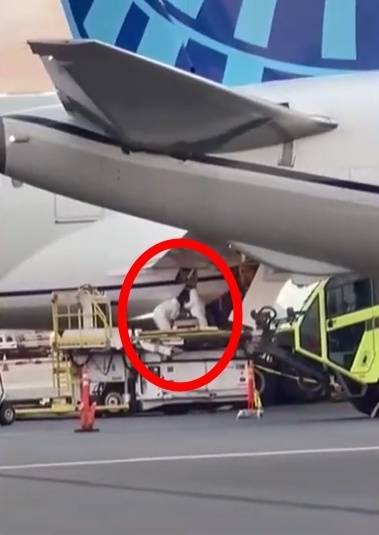 24일(현지시간) 시카고 오헤어 국제공항을 이륙해 마우이섬 카훌루이 공항에 착륙한 유나이티드 항공 202편의 랜딩기어(항공기 동체와 바퀴를 연결하는 구조물) 수납공간에서 시신 한 구가 발견됐다. 사진은 시신이 발견된 여객기를 조사하는 현지 경찰. 하와이 뉴스 나우 영상 캡처