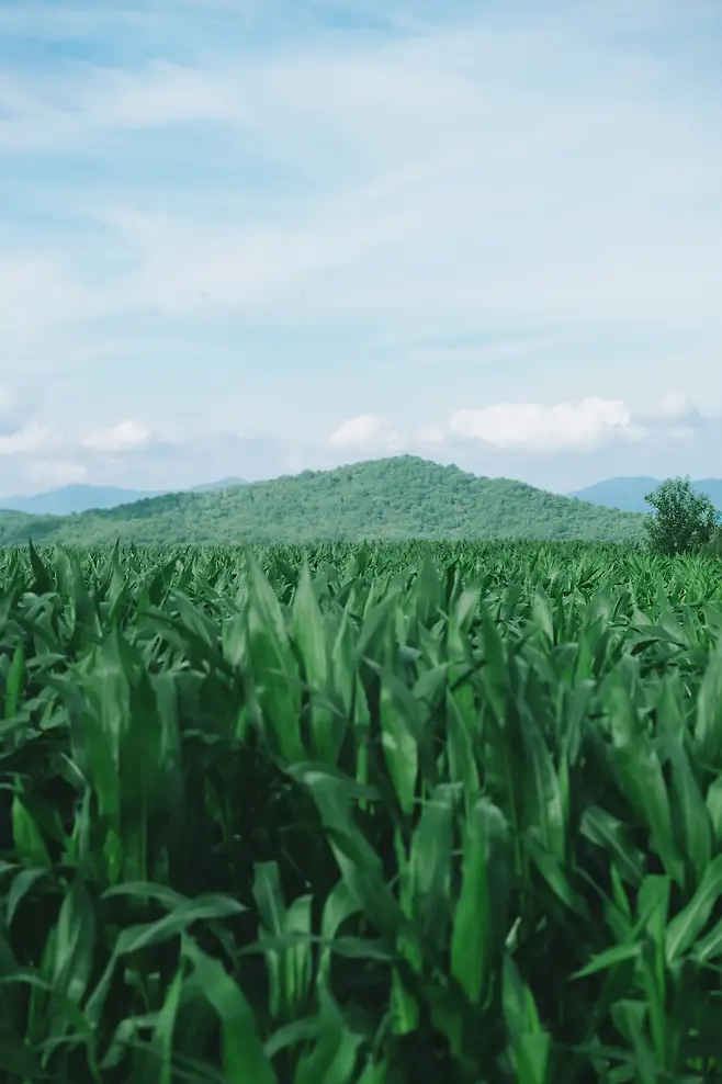 7fe88171bcf0608023eff2e5309c706e8b6b63ccbe8de2b03d37283ef9e2025c47f95215934a726d40b4d152bfac3996cc942fdc2c