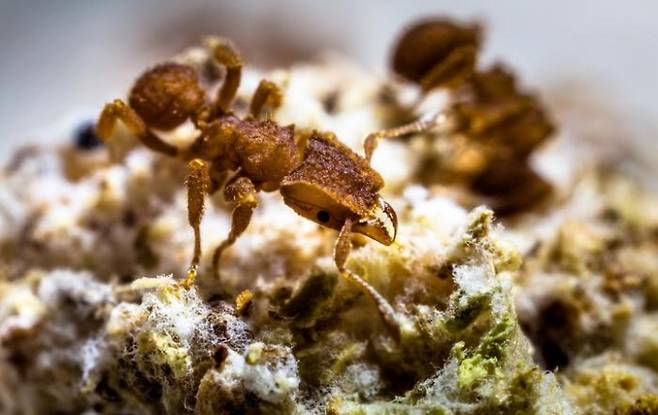 2011년 연구팀이 에콰도르에서 채집한 사이포미르멕스 리모수스(Cyphomyrmex rimosus) 개미. 균류 중에서도 효모를 기른다. Alex Wild 제공