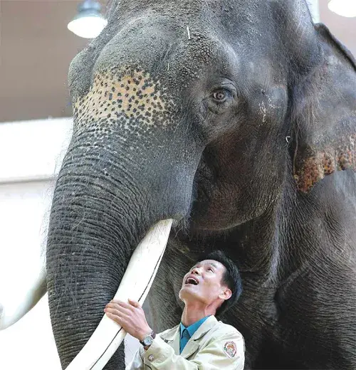 singlebungle1472-20241228-213547-000-resize.webp 신기신기 에버랜드의 명물 말하는 코끼리 코식이