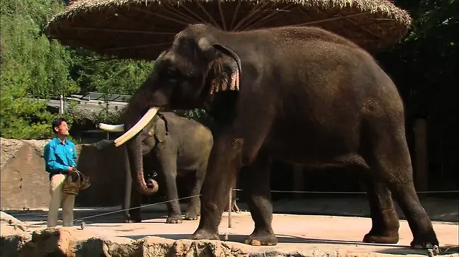 singlebungle1472-20241228-213719-001-resize.webp 신기신기 에버랜드의 명물 말하는 코끼리 코식이