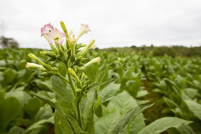 담배 식물. / 사진=아이클릭아트