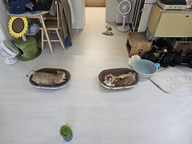 1000043445.jpg 착한 고양이 테스트해봄