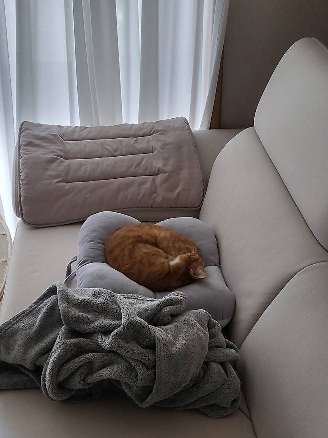 못된고양이 첼린지