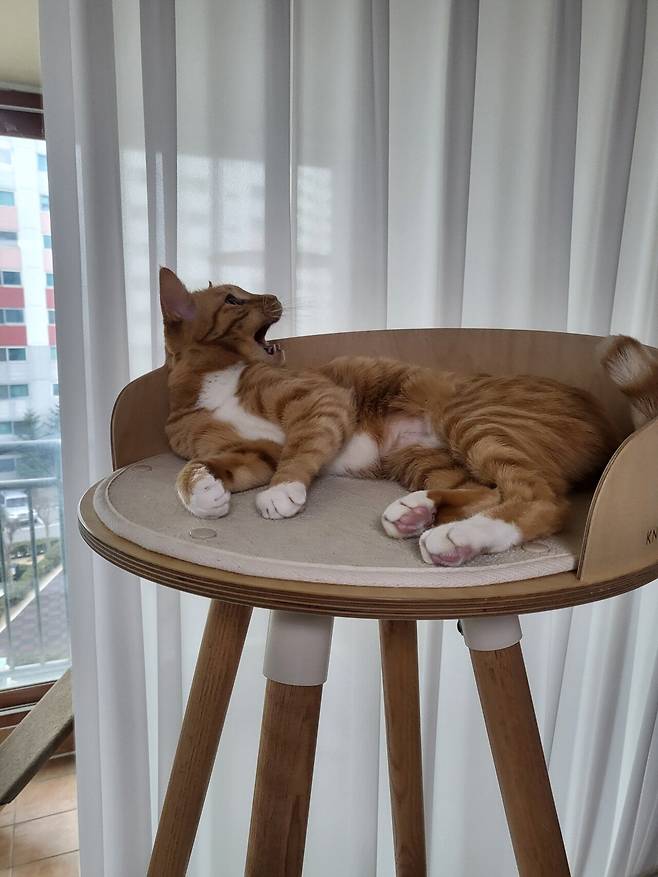 못된고양이 첼린지