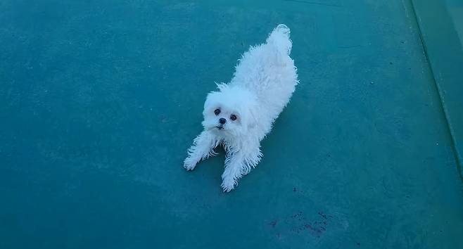 채널 꽃분이 영상 캡처