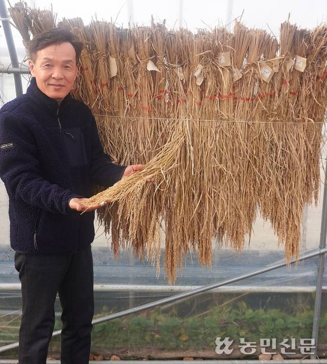 윤영식 전남 해남 땅끝황토친환경영농조합법인 대표가 장립종 벼의 볏짚을 들어 보이며 쌀산업 흐름과 기후변화에 대응하기 위한 장립종 재배의 잠재력을 설명하고 있다.
