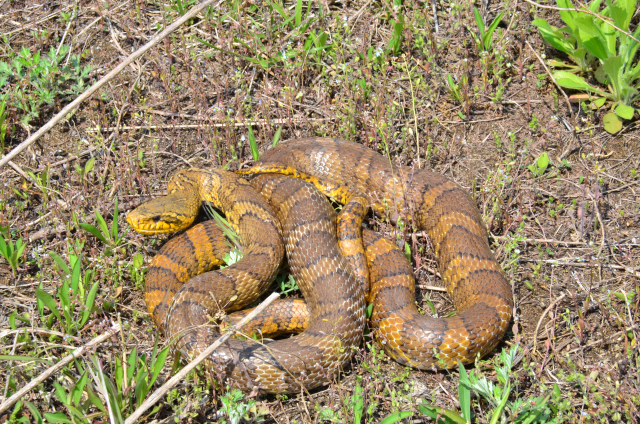1월의 멸종위기 야생생물로 지정된 구렁이. 사진 제공=환경부