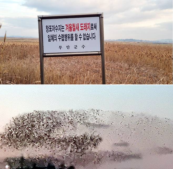 전남 무안군 피서리 창포호 철새도래지 안내판(위)과 창포호 상공을 이동하는 야생조류떼./사진=뉴시스(조기석 한국멸종위기야생동식물보호협회 무안지회장 제공)