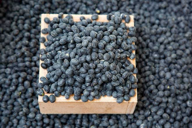 검은콩은 특히 갱년기 여성에게 좋은데, 탈모와 비만, 유방암과 골다공증 예방에 기여한다. [사진=클립아트코리아]