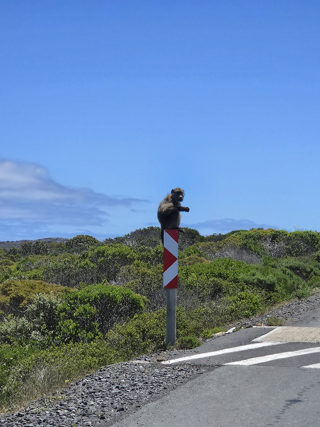 image.png 남아프리카 공화국 여행기!