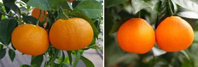 사진 왼쪽부터 윈터프린스, 미래향 / 사진 = 농촌진흥청