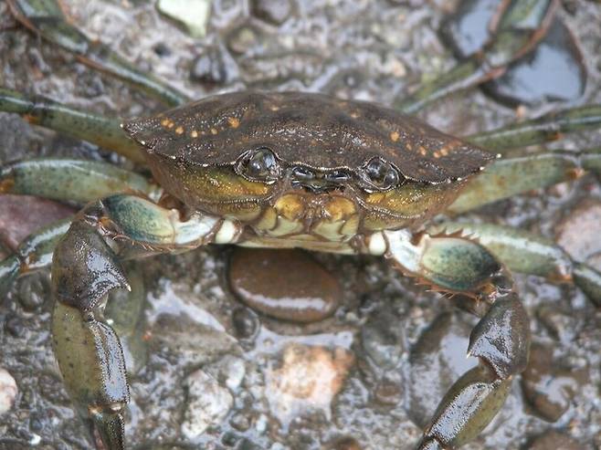 유럽녹색꽃게는 토종 조개와 굴 등이 큰 피해를 일으켜 세계자연보전연맹(IUCN)이 정한 세계 100대 침입종 가운데 하나로 우리나라도 ‘유입주의생물’로 지정하고 있다. 애드윈 그로숄츠, 캘리포니아대 데이비스 캠퍼스 제공