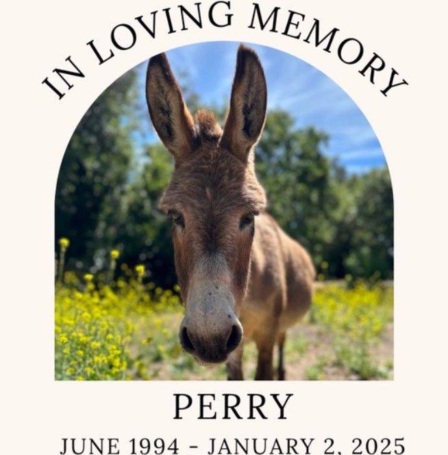 [서울=뉴시스] 애니메이션 '슈렉'의 캐릭터 '동키'의 실제 모델인 당나귀 '페리'가 30세 나이로 세상을 떠났다. (사진=인스타그램) *재판매 및 DB 금지