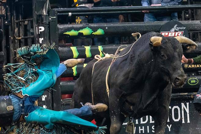 지난 5일(현지 시각) 미국 뉴욕 매디슨 스퀘어 가든에서 열린 PBR 로데오에서 한 프로 황소 라이더가 황소에서 떨어지고 있다. /AFP 연합뉴스