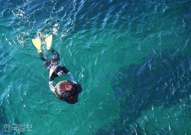 대진항 시린 바다에서 해녀가 물질을 하고 있다. 움츠리고 나태한 마음이 죽비를 맞은 듯 정신이 번쩍 드는 장면이다.