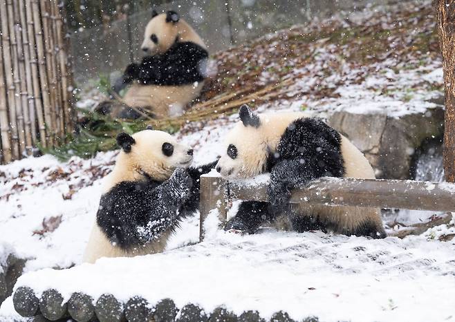 “녀석들, 큰 딸 푸바오도 너희처럼 눈을 좋아했지”
