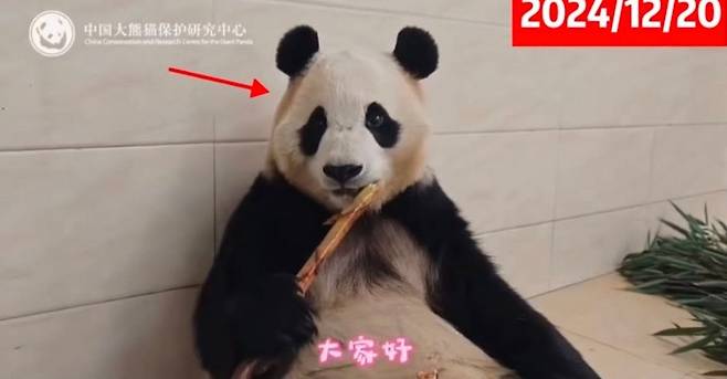 중국 판다기지가 공개한 푸바오의 12월20일 모습.  살이 부쩍 빠졌다는 느낌이다. 동영상 화면 자막은 ‘대식가’라고 적혀 있다.