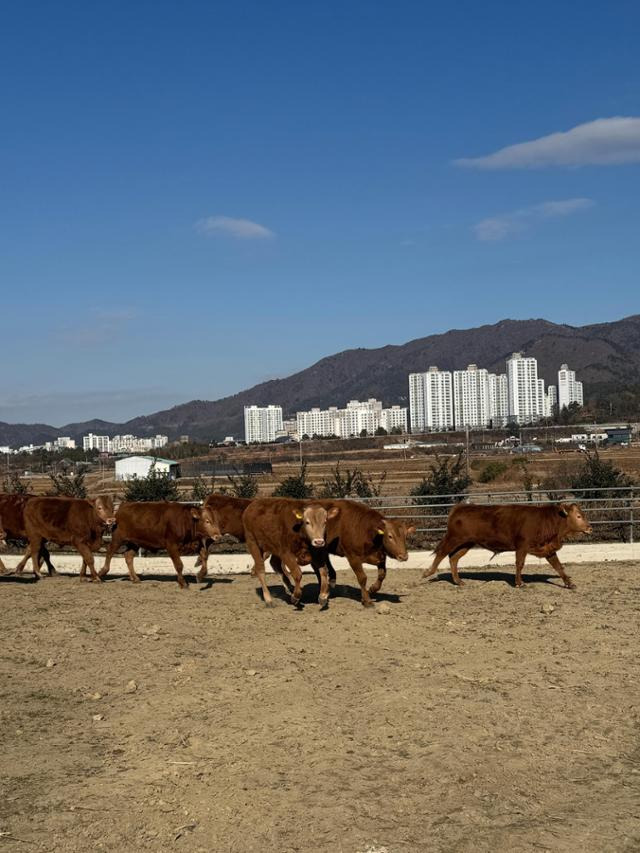 이현농장 송아지들이 운동장을 뛰어다니고 있다. 해남=박준석 기자