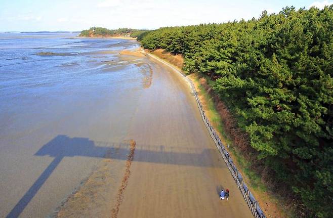 갯벌과 해송림이 아름답게 어우러진 장항송림산욕장
