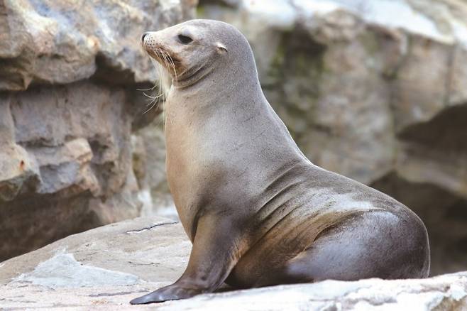 ㅇ1 물개. 게티이미지뱅크 제공