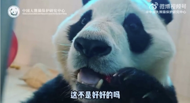 중국자이언트판다보호연구센터가 비공개 공간으로 이동한 푸바오를 영상으로 공개한 모습. 중국자이언트판다보호연구센터 웨이보 캡처