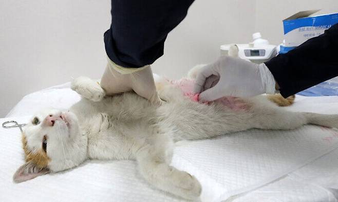 2023년 3월 서울 구로구의 동물복지지원센터 관계자가 고양이 중성화 수술을 준비하고 있다. 뉴시스