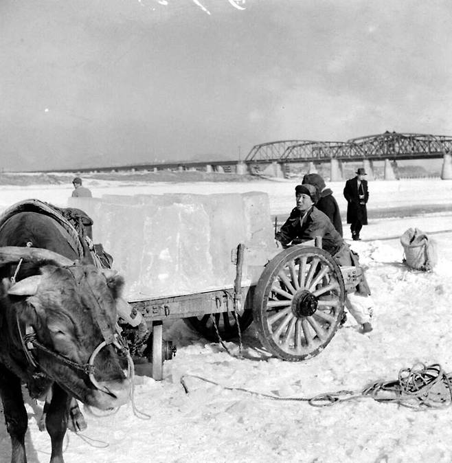 여름에 사용할 얼음을 채취해 소달구지로 운반하고 있다. 1957년 [국가기록원 제공]