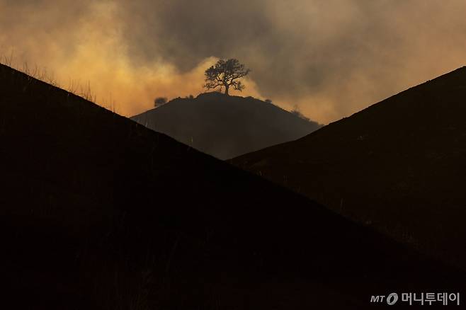 케네스 화재로 불탄 스앤젤레스 웨스트힐스 구역의 언덕에 9일 불탄 나무 한 그루가 외롭게 남아 있다. 캘리포니아주 소방 당국은 12일 팰리세이즈와 이턴, 케네스, 허스트 4개 화재로 샌프란시스코 전체 넓이보다도 더 넓은 약 160㎢가 소실됐다고 밝혔다. /AP=뉴시스