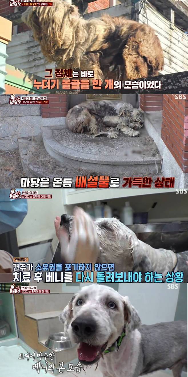 시사/교양 ‘TV 동물농장’ (출처: SBS)