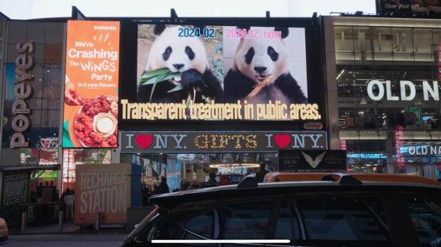 이달 10일 미 뉴욕 타임스스퀘어 전광판에 푸바오의 처우 개선을 요구하는 내용을 담은 광고 영상이 송출되는 모습. 푸바오의 행복할 권리 제공