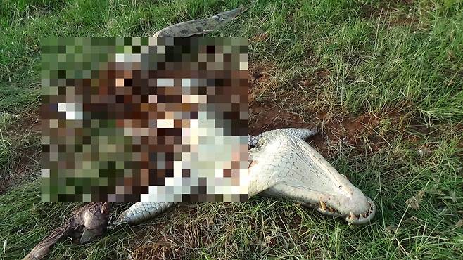 사자에게 잡아먹히고 남은 악어 몸뚱이. /safariguideafrica