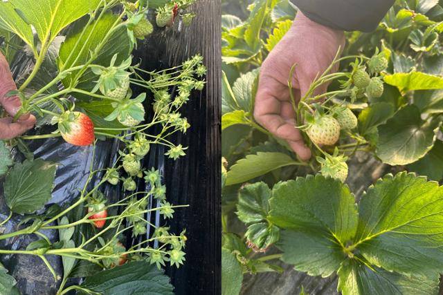 작년 때 이른 폭염 탓에 과일이 제대로 성장하지 못했다. 왼쪽 사진은 정상적인 딸기, 오른쪽 사진은 폭염 피해를 입은 딸기. 김성일씨 제공