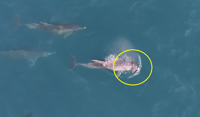 오늘(14일) 오전 제주도 서귀포시 대정읍 무릉리 앞바다에서 포착된 새끼 남방큰돌고래 사체. 어미가 새끼의 사체를 주등이에 올리고 유영하는 모습. (다큐제주 및 제주대학교 고래·해양생물보전연구센터)