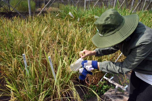 2023년 4월 베트남 껀터시 끄롱벼연구소에서 한 연구원이 염해에도 잘 견디도록 개량된 벼 품종 샘플을 살피고 있다. 껀터=허경주 특파원