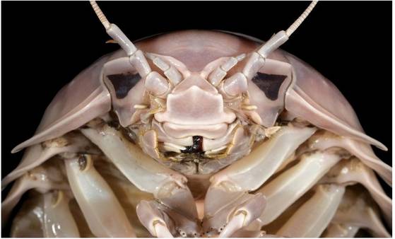 베트남 난사군도 해역에서 발견된 신종 거대 등각류 갑각류 '바티노무스 베이더리'의 머리 부분. 응우엔 탄 송 제공