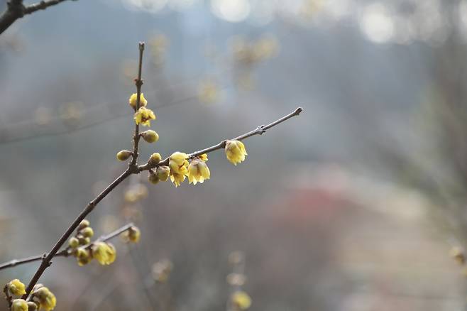 2025년 1월 15일 천리포수목원에 핀 납매