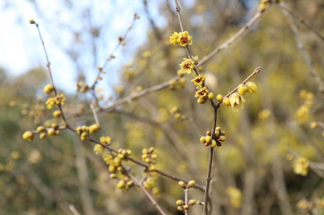 천리포수원에서 꽃망울을 터뜨린 납매