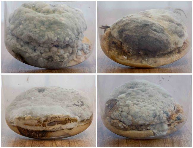 햄버거 썩히기 실험 100일째 (왼쪽 위부터 시계방향)파이브가이즈 베이컨치즈버거, 맘스터치 싸이버거, KFC 징거버거, 버거킹 와퍼. 강진형 기자