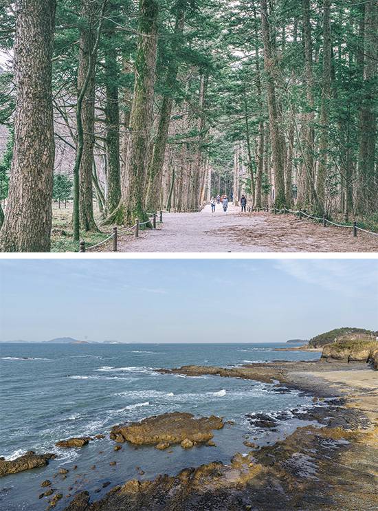 (위)걷기만 해도 기분이 좋아지는 내소사 전나무숲길 (아래)수성당에서 내려다 본 적벽강