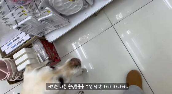 경북 경주의 한 다이소 매장에서 시각장애인과 동행한 안내견을 쫓아내 논란이다. 유튜브 캡처