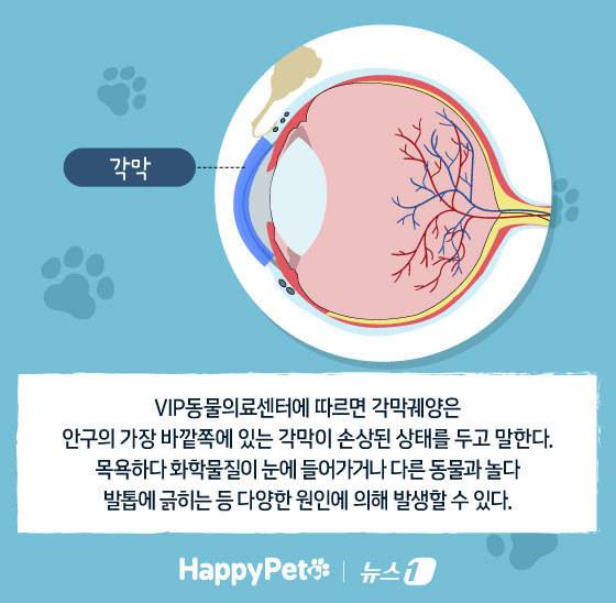 ⓒ News1 김지영 디자이너