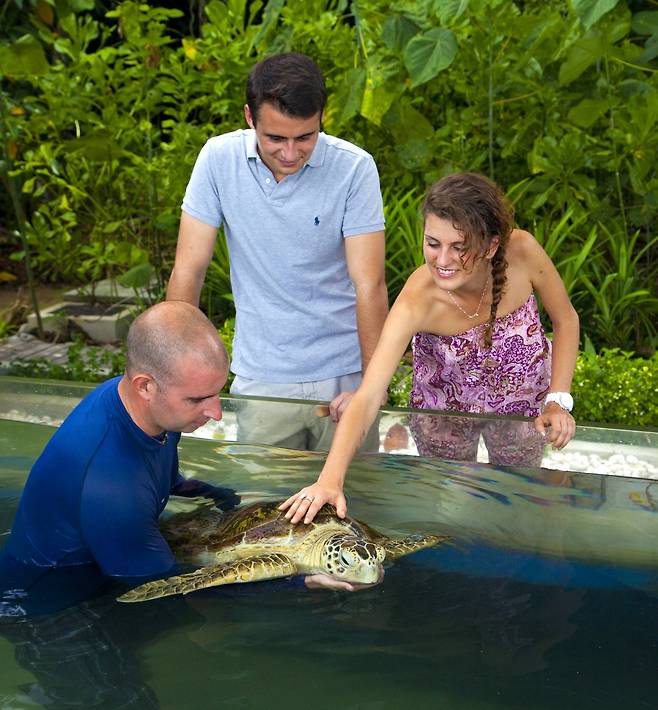 가야섬 바다거북과 가야아일랜드 리조트 여행자의 교감